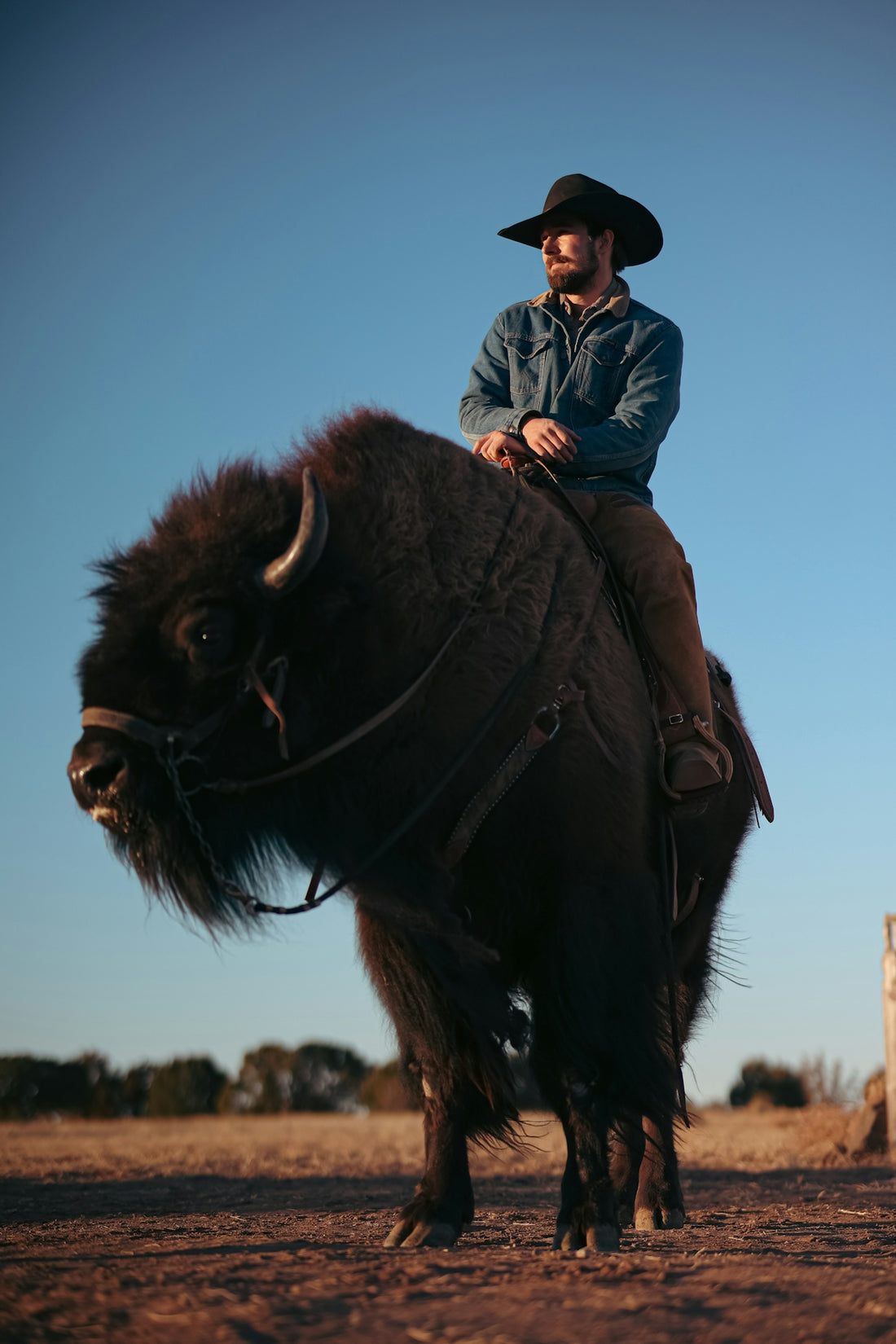 Cowboy rides a bison under a clear, blue sky.