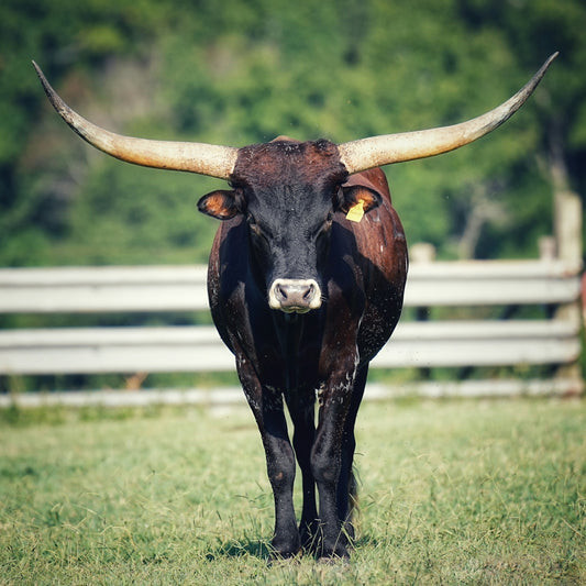 a bull with large horns standing in a field