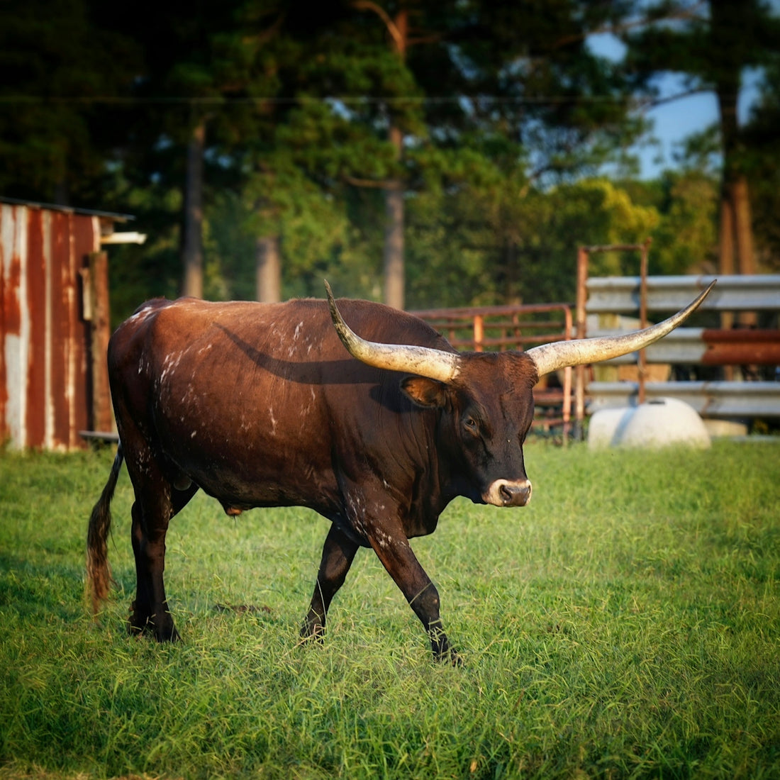 a bull with large horns walking through a field