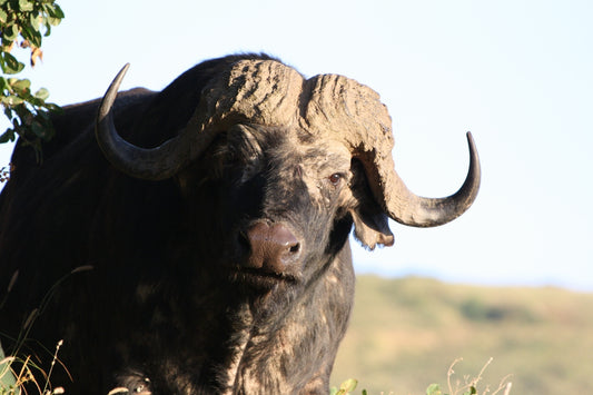 a bull with large horns standing in a field