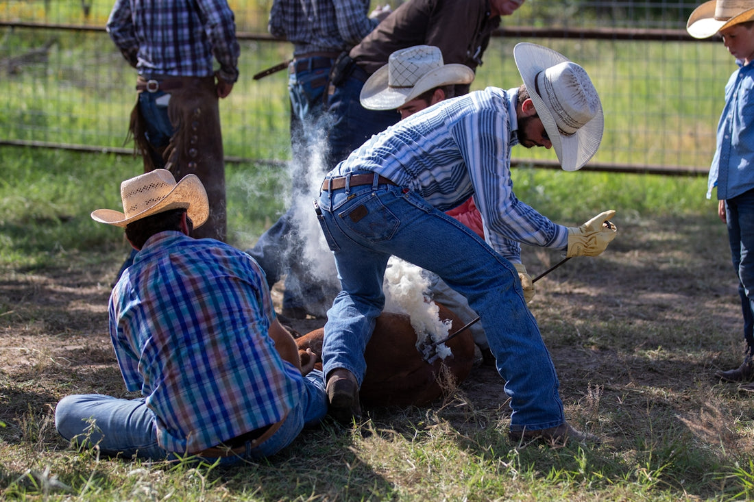 A group of men standing around a cow