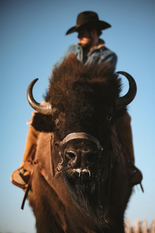 A cowboy rides a bison.