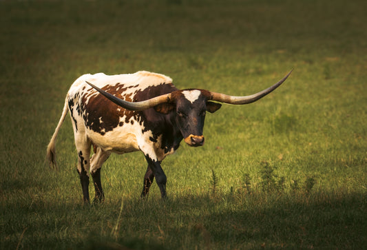 A texas longhorn bull stands in a field.